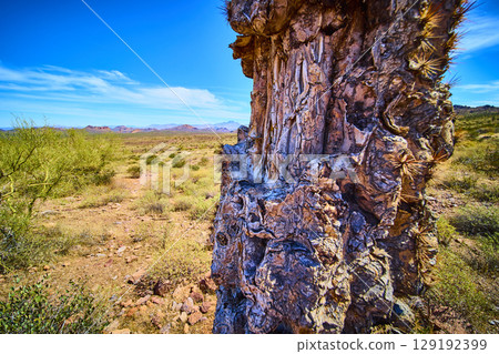 Saguaro Cactus Trunk Detail with Desert Plains and Distant Mountains Eye Level Saguaro Cactus Trunk Detail with Desert Plains and Distant Mountains Eye Level 129192399