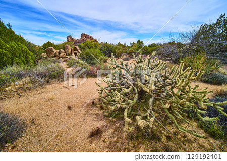 Cholla Cactus and Boulders Amid Desert Shrubs Eye Level Trail Perspective Cholla Cactus and Boulders Amid Desert Shrubs Eye Level Trail Perspective 129192401