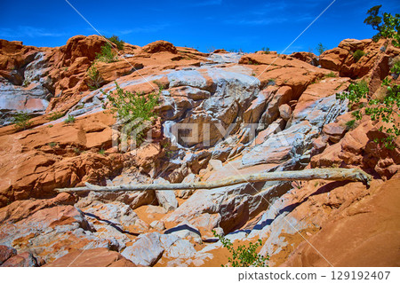 Red Sandstone Formations Fallen Tree and Desert Vegetation Eye Level Perspective 129192407