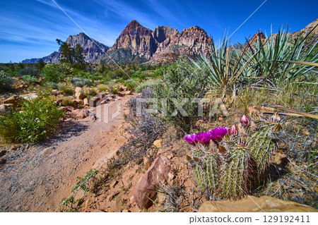Red Rock Canyon cactus trail with blooming prickly pear low eye level perspective Red Rock Canyon cactus trail with blooming prickly pear low eye level perspective 129192411