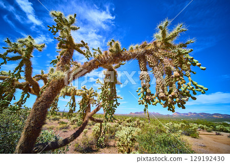 Cholla Cactus Spines and Desert Landscape Sonoran Wilderness Low Angle Close Up Cholla Cactus Spines and Desert Landscape Sonoran Wilderness Low Angle Close Up 129192430