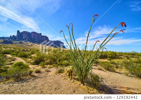 Ocotillo Cactus and Cholla in Bloom with Superstition Mountains Eye Level View 129192442