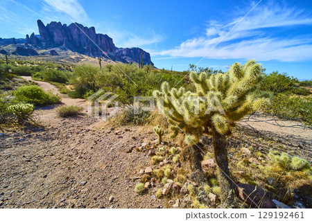 Cholla Cactus and Superstition Mountains on Desert Trail Low Eye Level 129192461