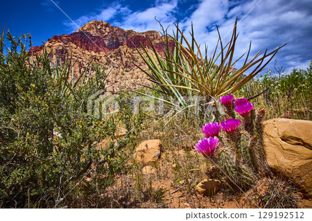 Blooming Magenta Cacti Red Rock Canyon Desert Landscape Eye Level Perspective Blooming Magenta Cacti Red Rock Canyon Desert Landscape Eye Level Perspective 129192512