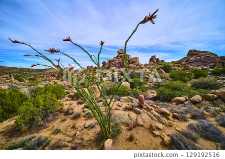 Ocotillo and Barrel Cactus Among Desert Rocks Eye Level View Ocotillo and Barrel Cactus Among Desert Rocks Eye Level View 129192516