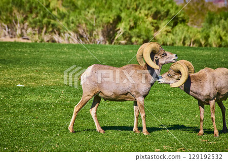 Bighorn Sheep in Lush Field Eye-Level View Bighorn Sheep in Lush Field Eye-Level View 129192532