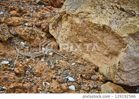 Lizard Camouflaged in Rocky Nevada Desert Eye-Level View Lizard Camouflaged in Rocky Nevada Desert Eye-Level View 129192566