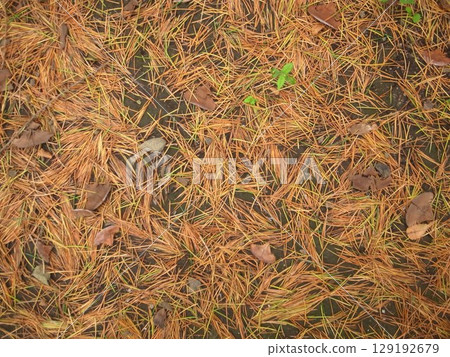 Pine needle Pine needle 129192679
