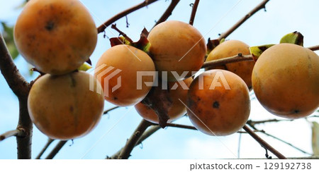 Persimmon fruits shining in the autumn sky Persimmon fruits shining in the autumn sky 129192738