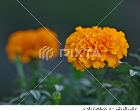 Close-up of marigold 129193199