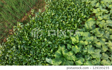 Aerial view of  vegetable plants growing at field 129193235