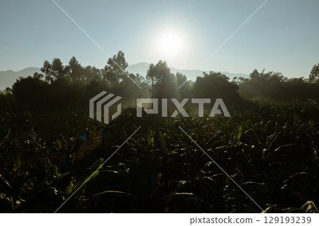 Banana trees growing in field 129193239