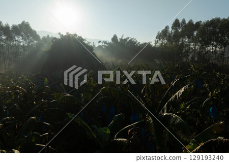 Banana trees growing in field 129193240