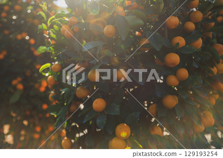 Potted plant Chinese citrus for a happy chinese new year's decoration Potted plant Chinese citrus for a happy chinese new year's decoration 129193254