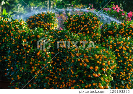 Chinese citrus  for a happy chinese new year's decoration 129193255