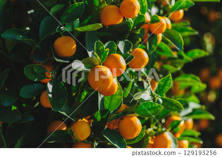 Chinese citrus  for a happy chinese new year's decoration 129193256