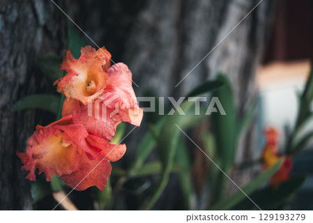 Flower (Orchidaceae or Orchid Flower) 129193279
