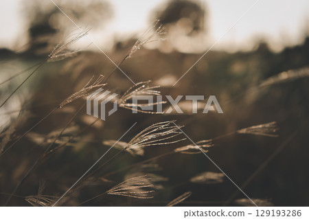 Nature of grass field, flower grass with sunlight Nature of grass field, flower grass with sunlight 129193286