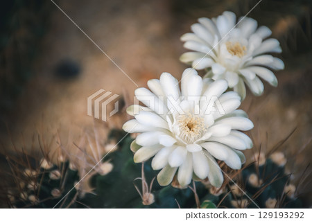 Cactus and Cactus flowers popular for decorative Cactus and Cactus flowers popular for decorative 129193292