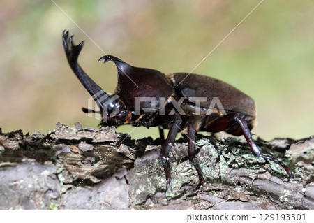 A beetle climbing a tree A beetle climbing a tree 129193301