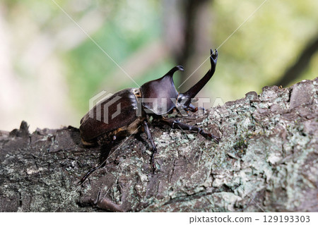 爬樹的甲蟲 129193303