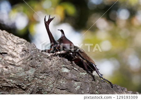 A beetle climbing a tree 129193309