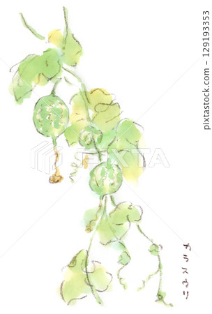 夏季植物的水彩插圖，南瓜燈植物的一種類似西瓜的小果實 129193353