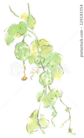 Watercolor illustration of a summer plant, a small watermelon-like fruit of the jack-o'-lantern plant Watercolor illustration of a summer plant, a small watermelon-like fruit of the jack-o'-lantern plant 129193354