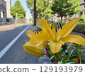 A large, bright yellow lily blooming in an urban flowerbed A large, bright yellow lily blooming in an urban flowerbed 129193979