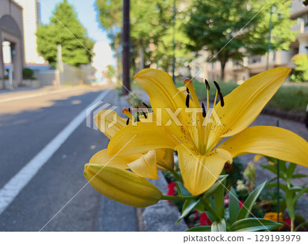 A large, bright yellow lily blooming in an urban flowerbed 129193979
