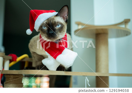 A Siamese cat wearing Santa hat with red scarf during Christmas festival. Siamese cats are talkative, affectionate pets who fit in well with families able to give them lots of attention. A Siamese cat wearing Santa hat with red scarf during Christmas festival. Siamese cats are talkative, affectionate pets who fit in well with families able to give them lots of attention. 129194038