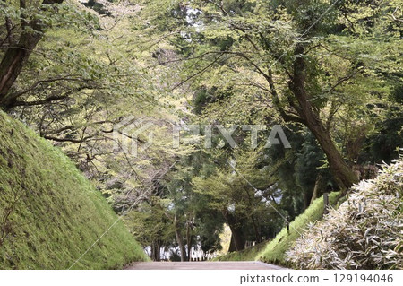 A spring stroll through Hakone Park A spring stroll through Hakone Park 129194046