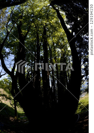 從樹叢中可以看到的天空 129194150