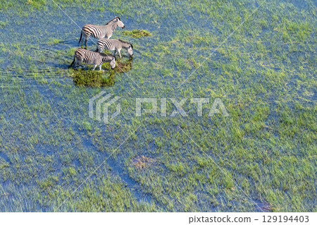 Aerial shot of Zebras grazing in the Okavango Delta 129194403