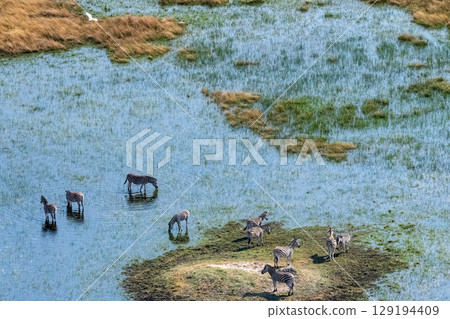 Aerial shot of Zebras grazing in the Okavango Delta 129194409