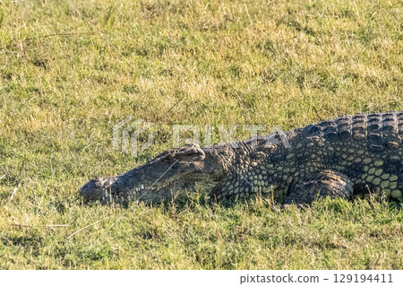 Crocodile resting on the banks of the Chobe river Crocodile resting on the banks of the Chobe river 129194411