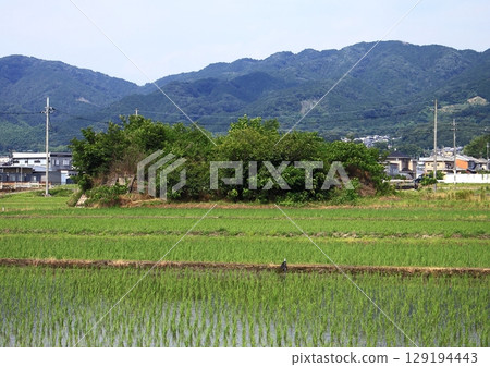 奈良縣天理市舊日本帝國海軍柳本機場遺址的防空洞遺址 129194443