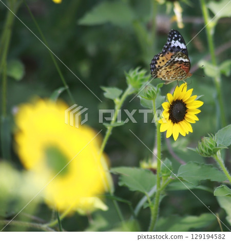 貝母吸葵花蜜 貝母吸葵花蜜 129194582