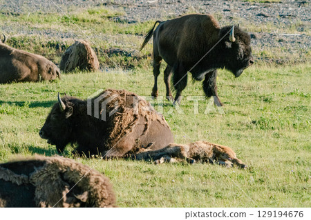 Bison 22 Bison 22 129194676