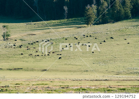 Bison 41 Bison 41 129194752