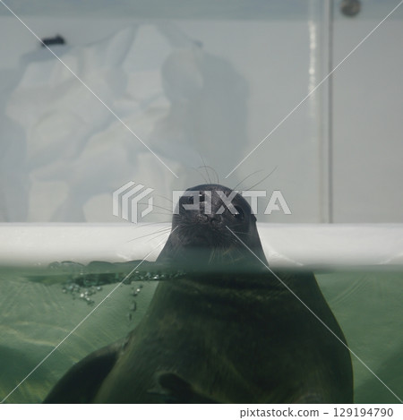 海豹盯著我們 129194790