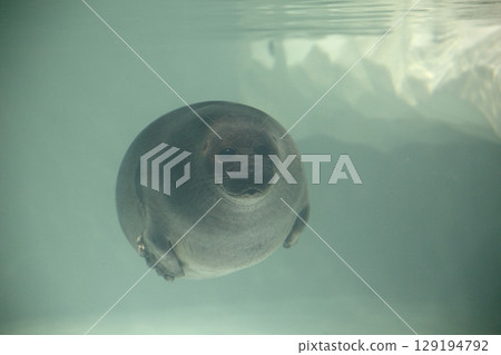 Round seal 129194792