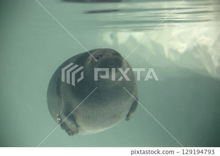 A seal swimming with its eyes narrowed 129194793