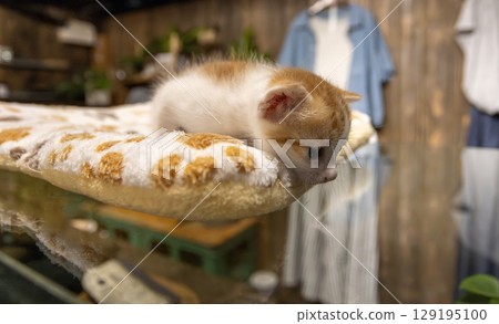 ginger white newborn baby cat lying in the home 129195100