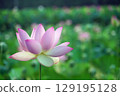 花葉公園 清晨的蓮花 古蓮花 129195128