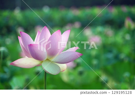 Hanahasu Park Early Morning Lotus Ancient Lotus Hanahasu Park Early Morning Lotus Ancient Lotus 129195128