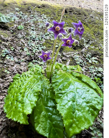 岩煙的紫色花朵、野生山植物、星形花瓣植物、紫色野花、山中發現的紫色花朵 129195129