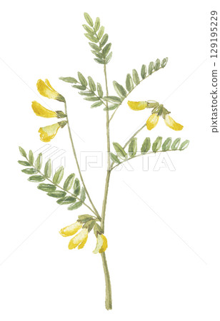 Watercolor painting of Astragalus Root 129195229