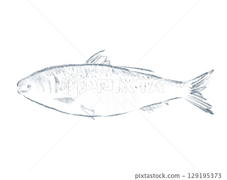 鰹魚的簡單線條畫插圖 129195373