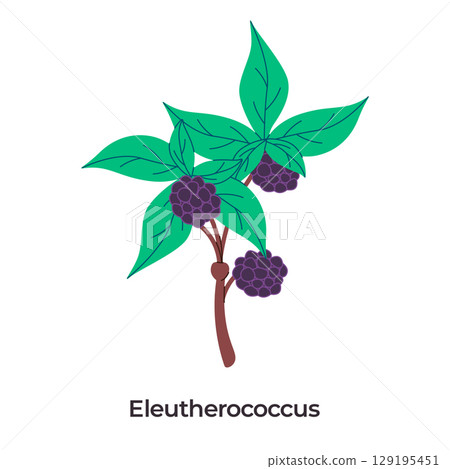 Eleutherococcus or Siberian Ginseng green leaves and dark purple berry clusters on a brown stem white background 129195451